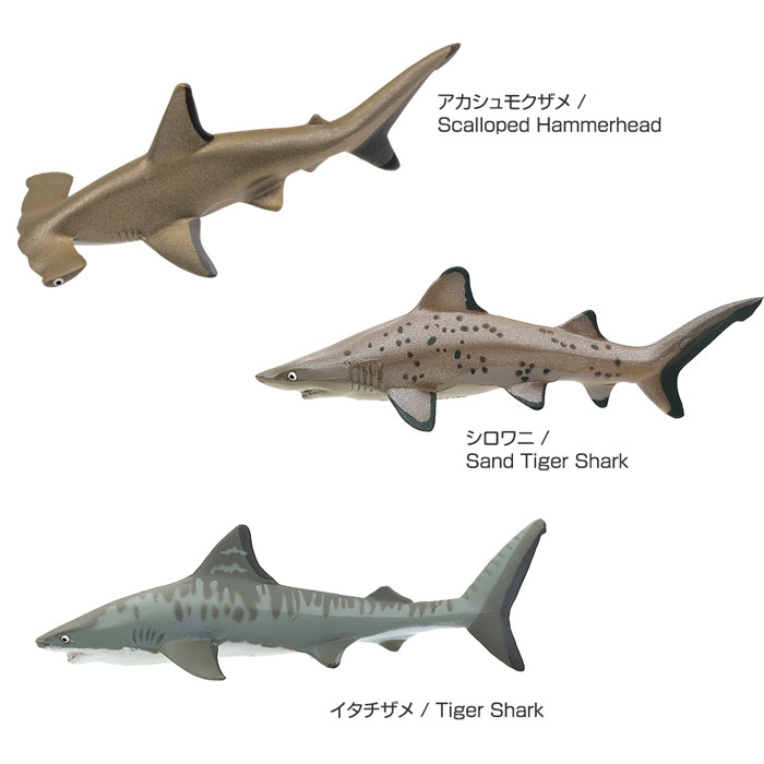 鮫 サメ リアル フィギュア 立体図鑑 シャークボックス 12種12個 解説書付 | さめ シャーク さかな 魚 海の生き物 魚類 グッズ フィギア  誕生日プレゼント 子供 小学生 男の子 おもちゃ 玩具 大人 図鑑 アニマル プレゼント クリスマス