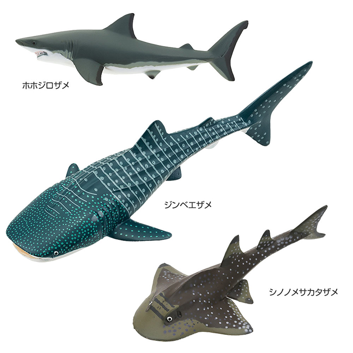 鮫 サメ リアル フィギュア 立体図鑑 シャークボックス 12種12個 解説 