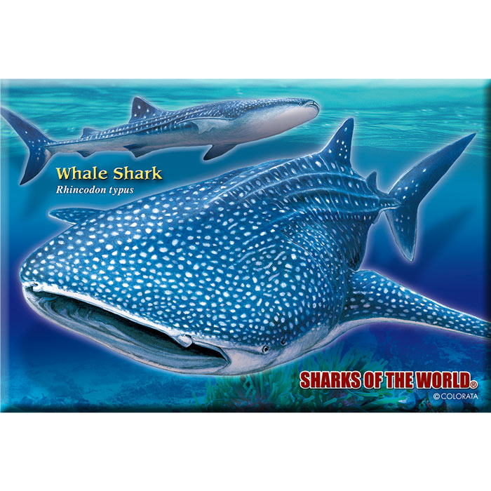 楽天市場 生物 ミュージアム ジグソーパズル ホエールシャーク ポストカードサイズ 130ピース 動物 ゲーム 魚類 サメ 鮫 ジンベエザメ カロラータ