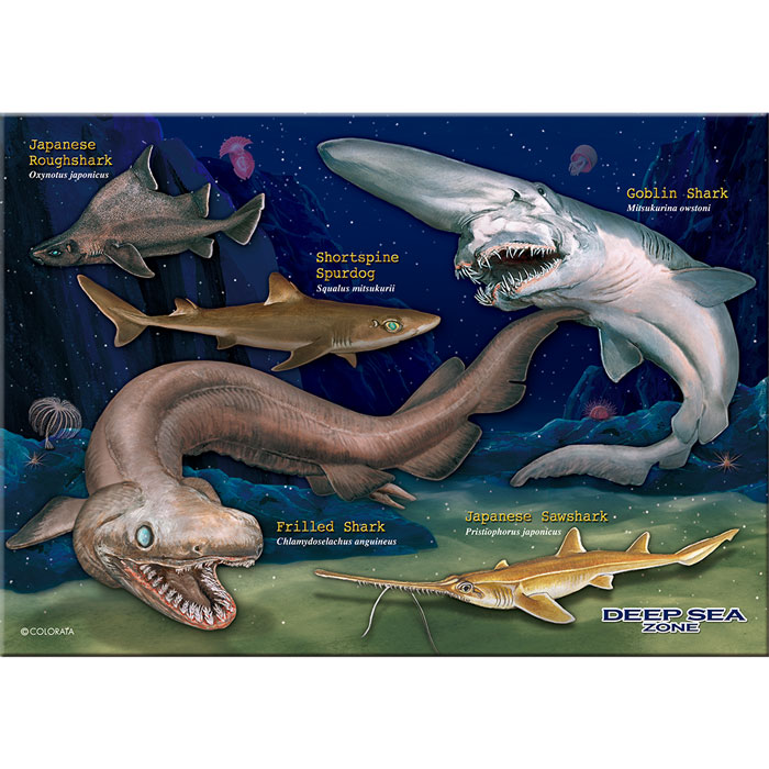 楽天市場 生物 ミュージアム ジグソーパズル 深海ザメ B5サイズ 330ピース 動物 ゲーム 魚類 サメ 鮫 深海生物 ラブカ カロラータ
