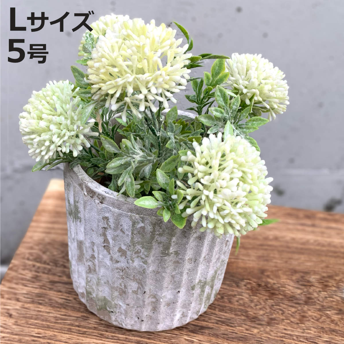 サワキキョウ　4鉢 サワキキョウ 4鉢 楽天市場】沢桔梗 (サワギキョウ)※2025年