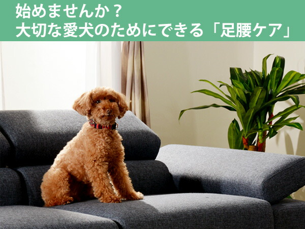 ドッグステップ 3段 階段型ソファ 小型犬用 ステップ 階段型ソファ ランチバッグ 送料無料 ステップ スロープ 犬用スロープ 階段 ペットステップ ペットスロープ 犬用階段 犬用ステップ 犬 小型犬 三段 ペット用品 ペットグッズ 3980円以上送料無料 お弁当