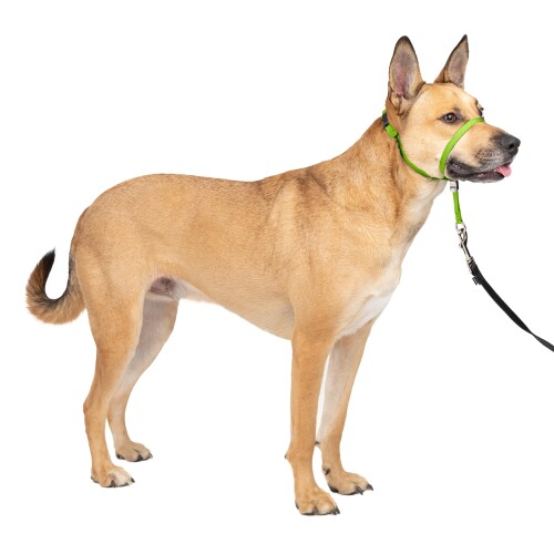 PetSafe 愛玩動物セーフ ジェントルリーダー 尖端色合い クイック上木（M アップル緑であること）