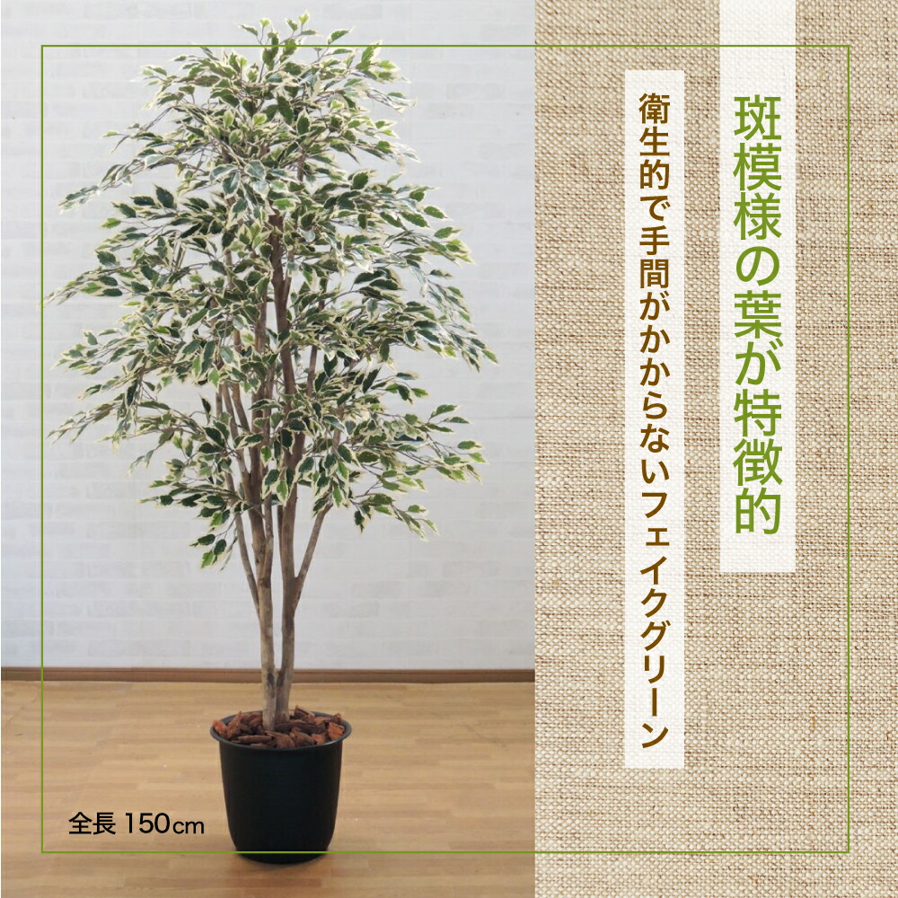 楽天市場】【法人様限定】菩提樹 150cm(ベンガレンシス 人工