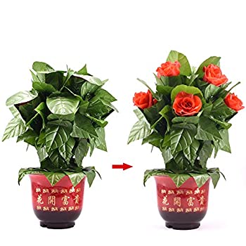 中古 手品 マジック 鉢の花が自動的に咲く 薔薇咲き リモートコントロール ローズアピアリング 花マジック ロマンティックマジック ウェディング Mozago Com