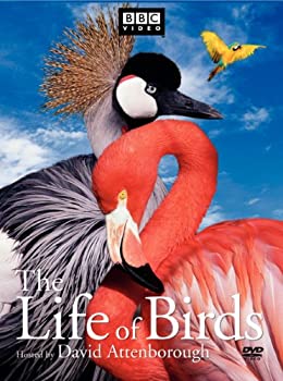 【中古】Life of Birds [DVD] [Import]｜Come to Store
