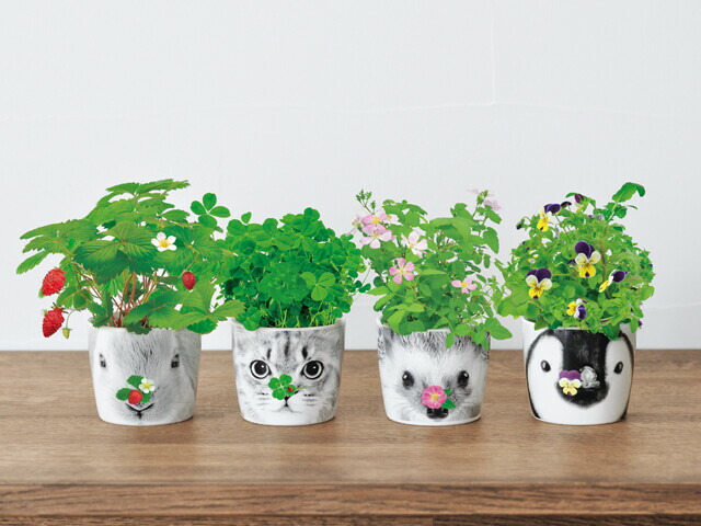 楽天市場 ハナ アニマルズ 栽培キット Gd858 01 ウサギ ワイルドストロベリー 32点 コミットアンド楽天市場店