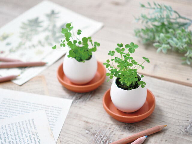 Eggling エッグリング Eco Friendly エコフレンドリー 四つ葉のクローバー Eg 49 栽培キット 12点 ちょっとお得なクリアパッケージ仕様です Painandsleepcenter Com