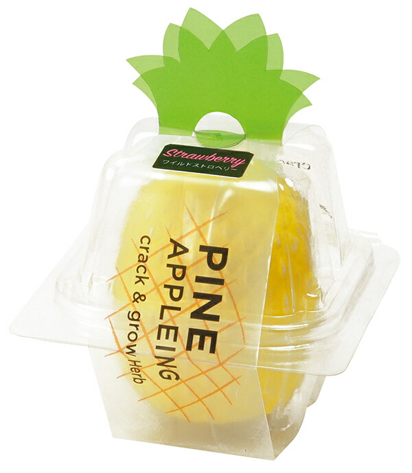 パイナップリング 栽培キット ワイルドストロベリー 60点 離島を含む 上部をコンコンと割って水をあ Wevonline Org