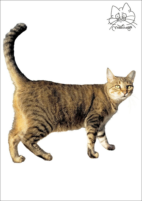 楽天市場 転写タイプ 高品質 ウォールステッカー 写真家 岩合光昭 ねこ02 動物 猫 ネコ 日本製 壁傷 汚れ隠し インテリア キッチン リビング 子供部屋 トイレ 壁紙 壁シール かわいい 北欧 コミットアンド楽天市場店