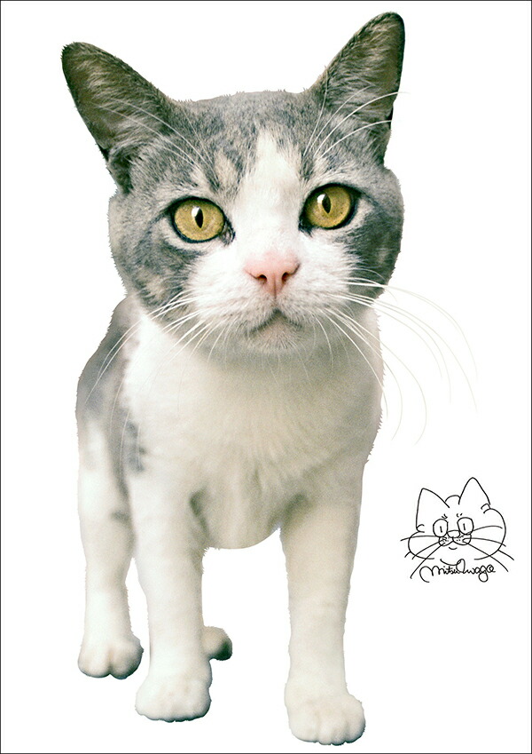 楽天市場 転写タイプ 高品質 ウォールステッカー 写真家 岩合光昭 ねこ05 動物 猫 ネコ 日本製 壁傷 汚れ隠し インテリア キッチン リビング 子供部屋 トイレ 壁紙 壁シール かわいい 北欧 コミットアンド楽天市場店