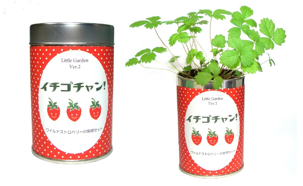 楽天市場 栽培セット リトルガーデン 園芸 ガーデニング インテリア ギフト 室内 かわいい 栽培キット トマト ヒマワリ イチゴ ミント バジル コミットアンド楽天市場店