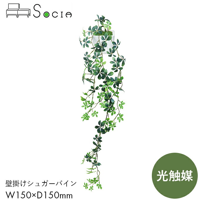 SOCIA フィロ 壁掛け 植物 観葉植物 フェイクグリーン 光触媒 緑 インテリア オフィス G-KSP 壁掛けシュガーバイン　【W150&times;D150&times;H720】おしゃれ インテリア 癒し 抗菌 消臭 防汚 完成品 日本製 弘益｜コンパスシーカー
