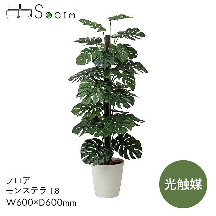 SOCIA モンステラ 植物 観葉植物 フェイクグリーン 光触媒 緑 インテリア オフィス G-MS18 フロア モンステラ1.8　【W600&times;D600&times;H1800】おしゃれ インテリア 癒し 抗菌 消臭 防汚 完成品 日本製 弘益｜コンパスシーカー