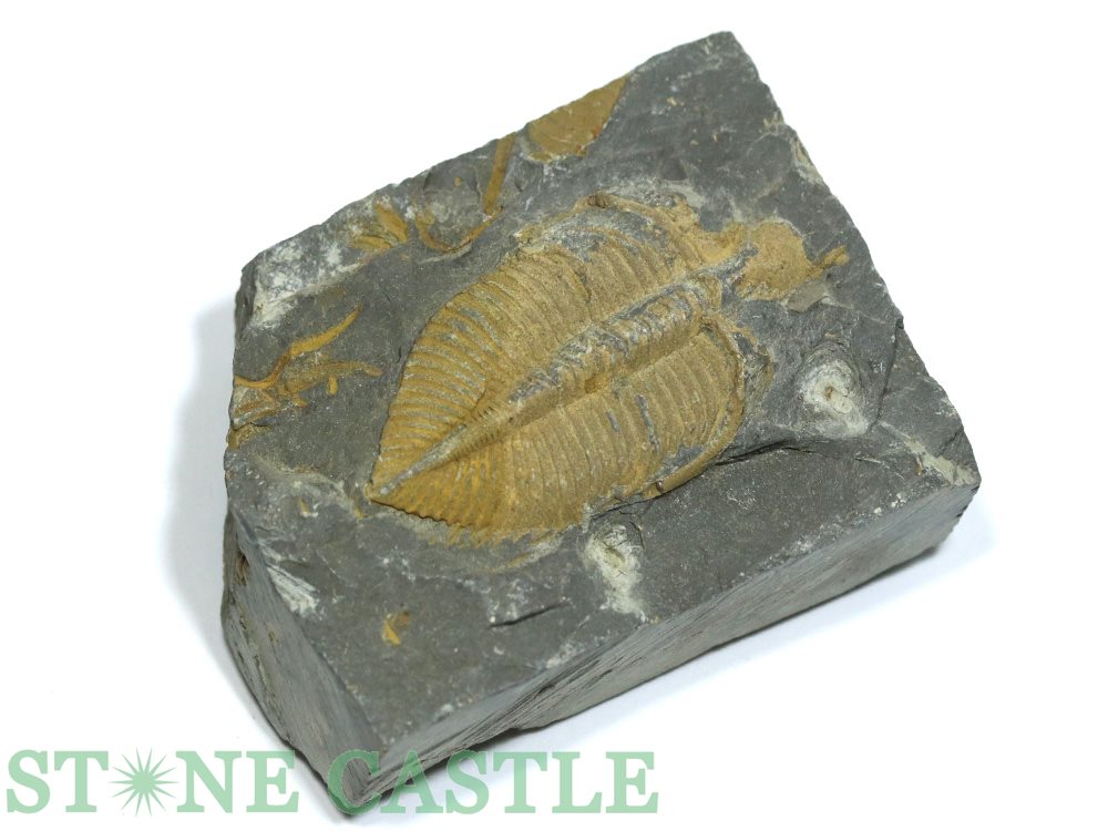 楽天市場】化石 三葉虫 大 （アソート） No.13 : 神棚 神具 製造販売