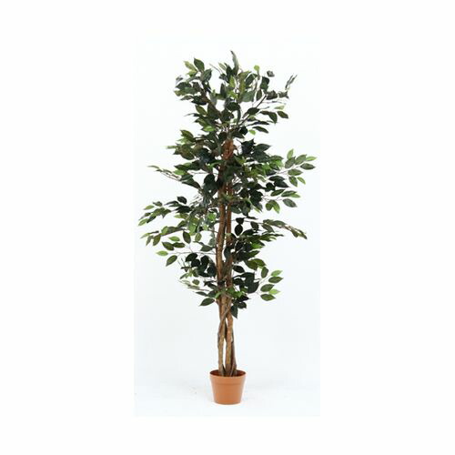 不二貿易 観葉植物 フィカス 690 A 52661(69-1895-03) 取り寄せ商品