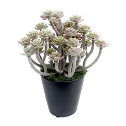 タカ印 人工観葉植物　パープルセダム　ミニサイズ(32-8700) 取り寄せ商品