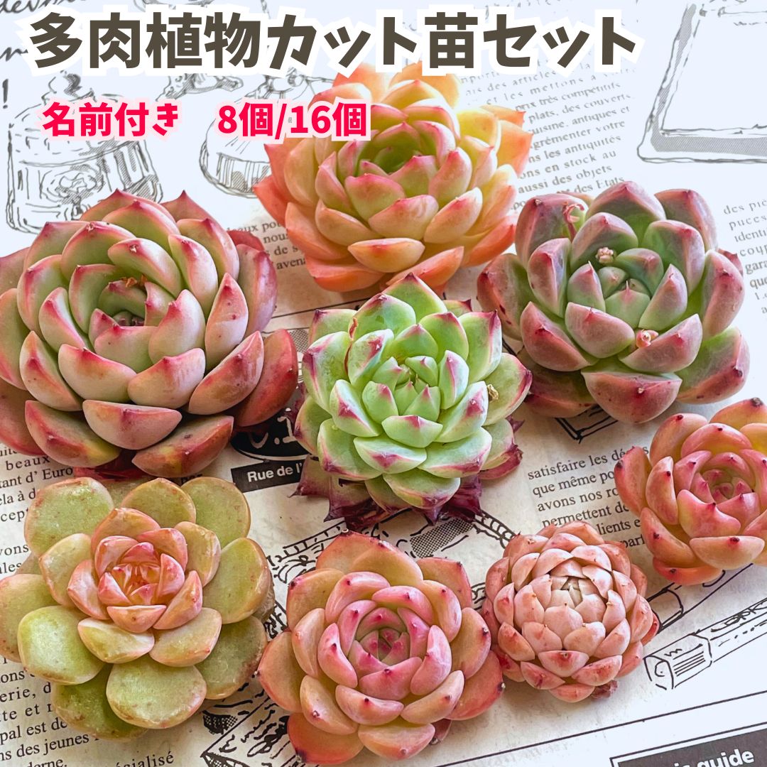 楽天市場】多肉植物 韓国苗 エケベリア おまかせ5種類セット 送料無料