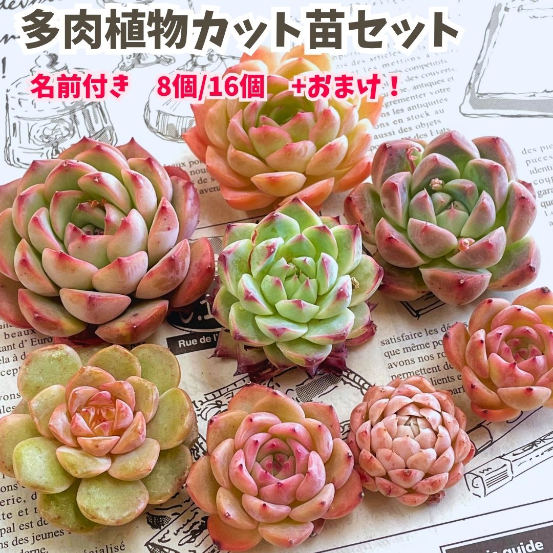 楽天市場】エケベリア セット 多肉植物 カット苗 アイスローズ錦を含む