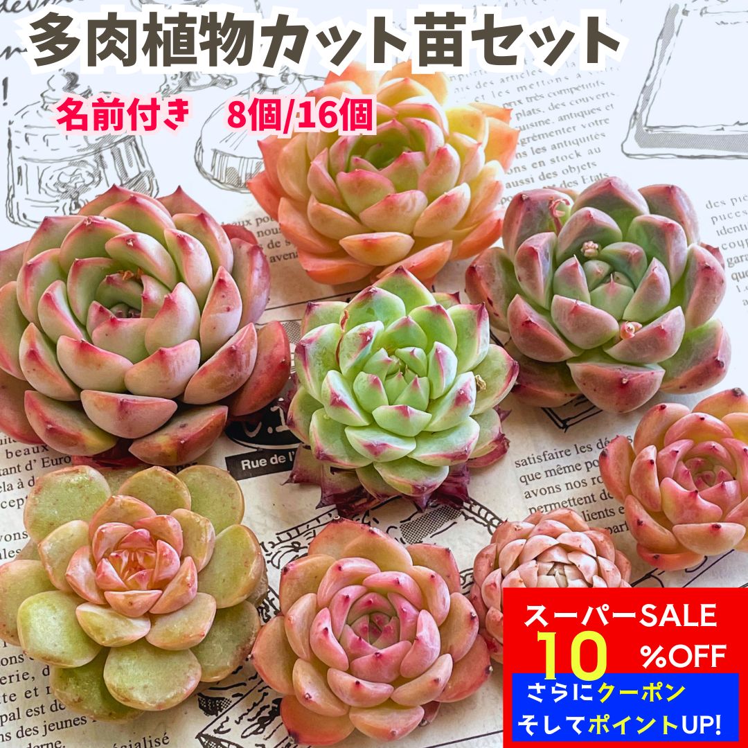 楽天市場】多肉植物 エケベリアカット苗 名札付き5個+おまけ付きセット
