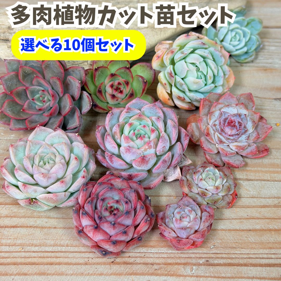 楽天市場】多肉植物 エケベリアカット苗 大小ミックス20個セット 寄せ