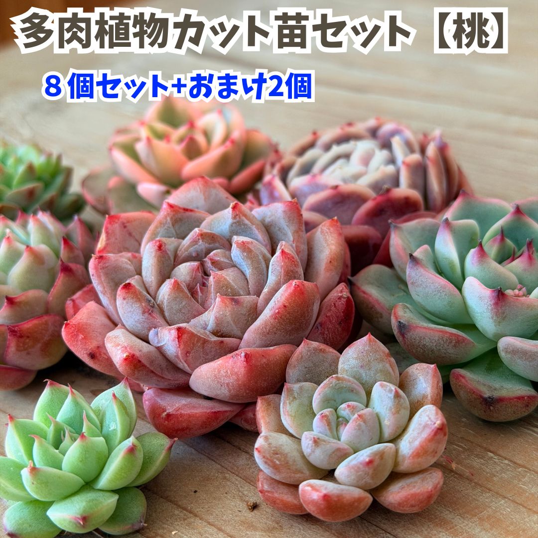 楽天市場】多肉植物 エケベリア セット 『華』 10個 名前付き セット