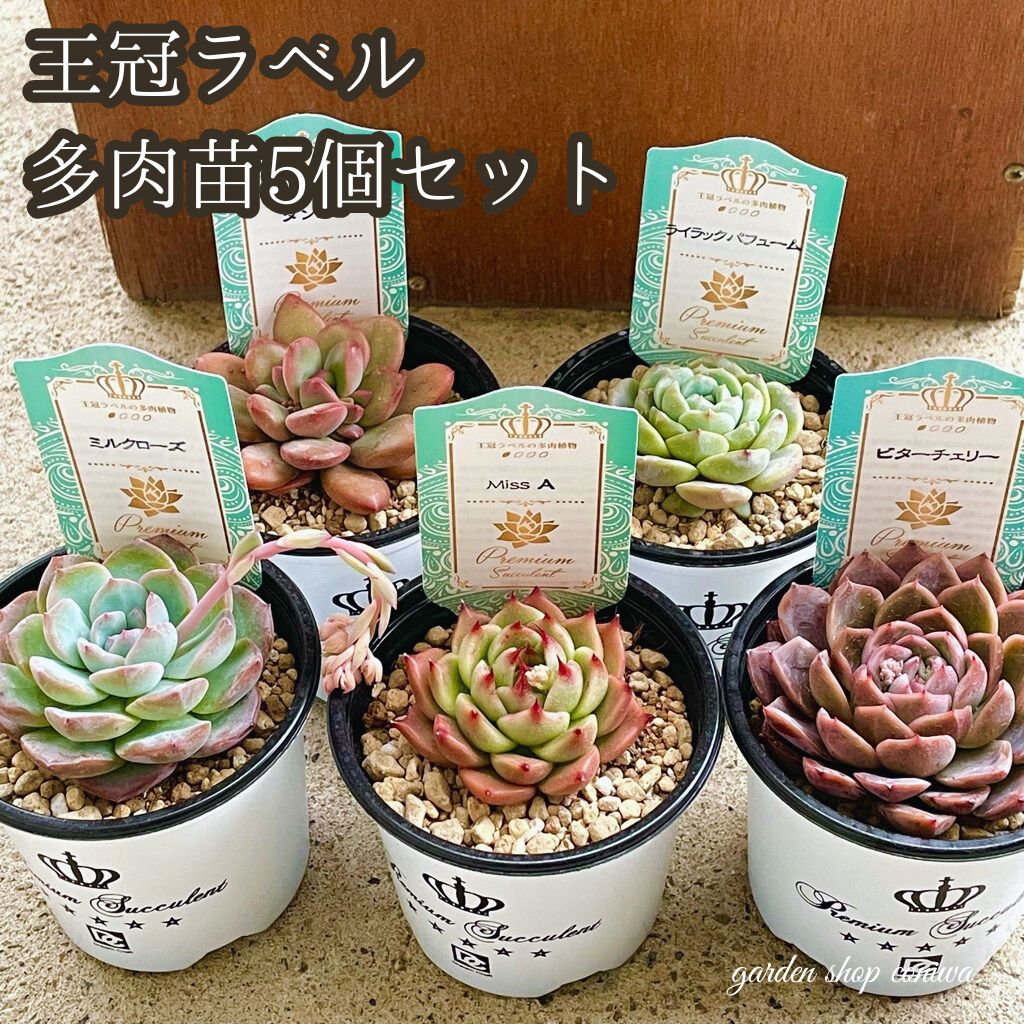 ☆LS82☆a.c多肉植物エケベリア〈カット苗〉☆寄植えMIXサイズ色々☆ latestplants2019_l230323002