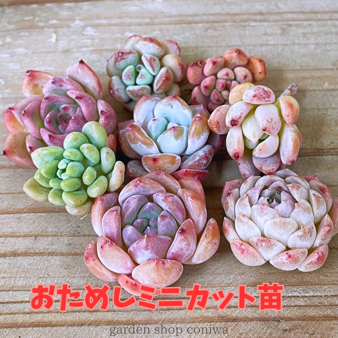 楽天市場】多肉植物 エケベリアカット苗 大小ミックス8個セット