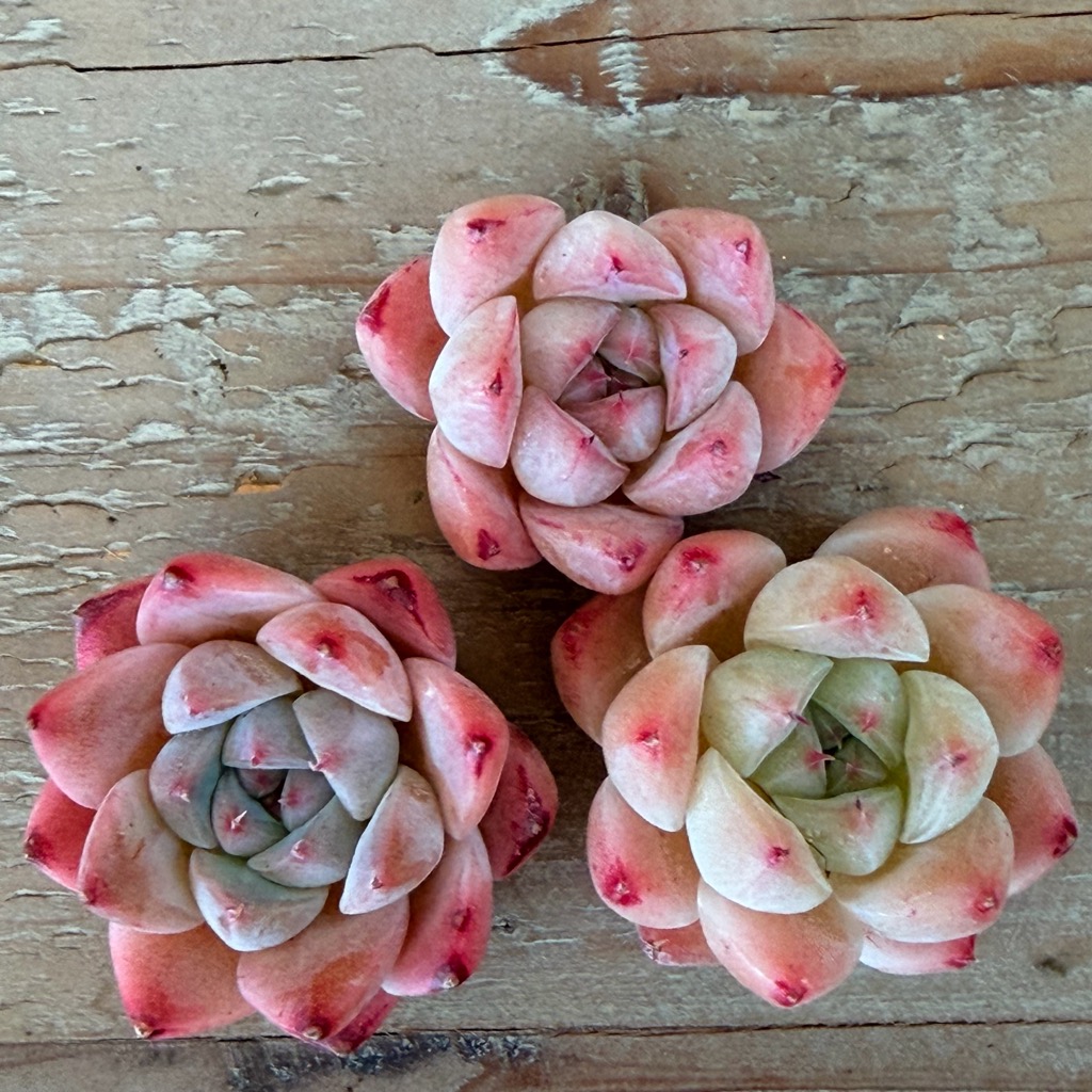 楽天市場】多肉植物 エケベリア ブラッドロメオ 韓国苗 抜き苗 カット