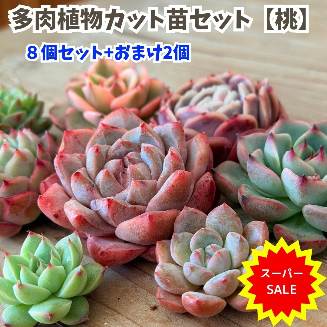 楽天市場】【 スーパーSALE 10％OFF 】 多肉植物 エケベリア セット