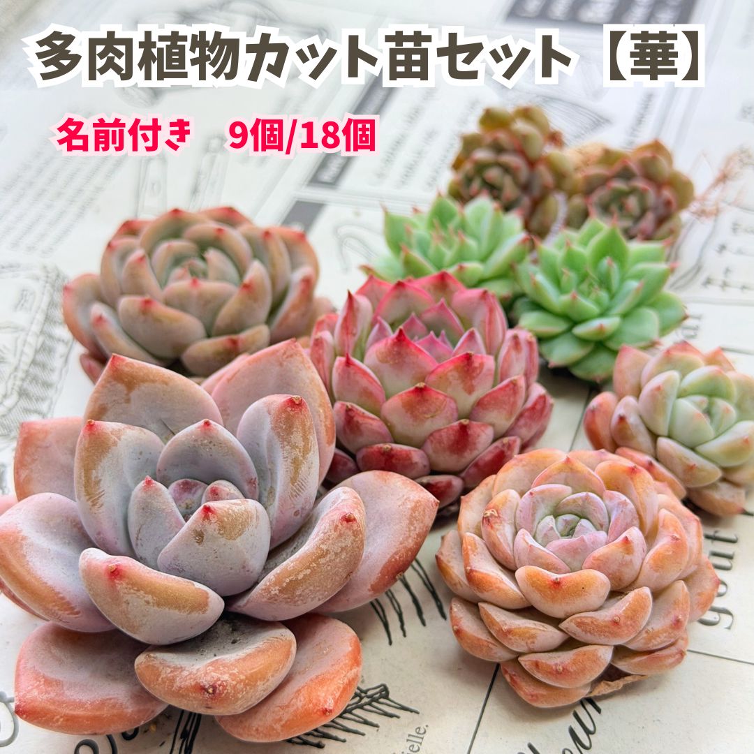 Mariri様専用 韓国苗セット 【公式通販】