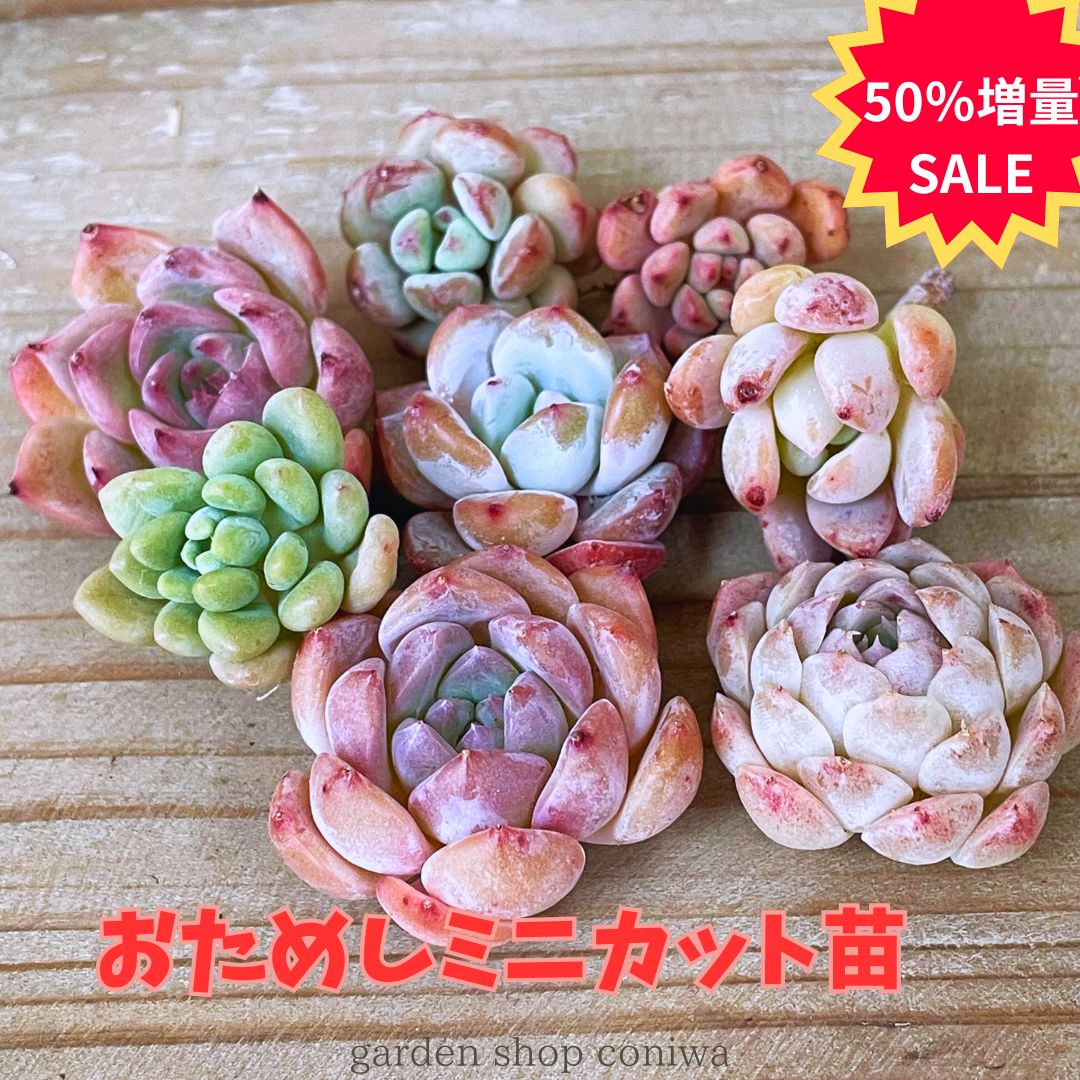 Top【選抜株】19399 21個 チャーム ゴールド 鉢無し/脱土で出荷