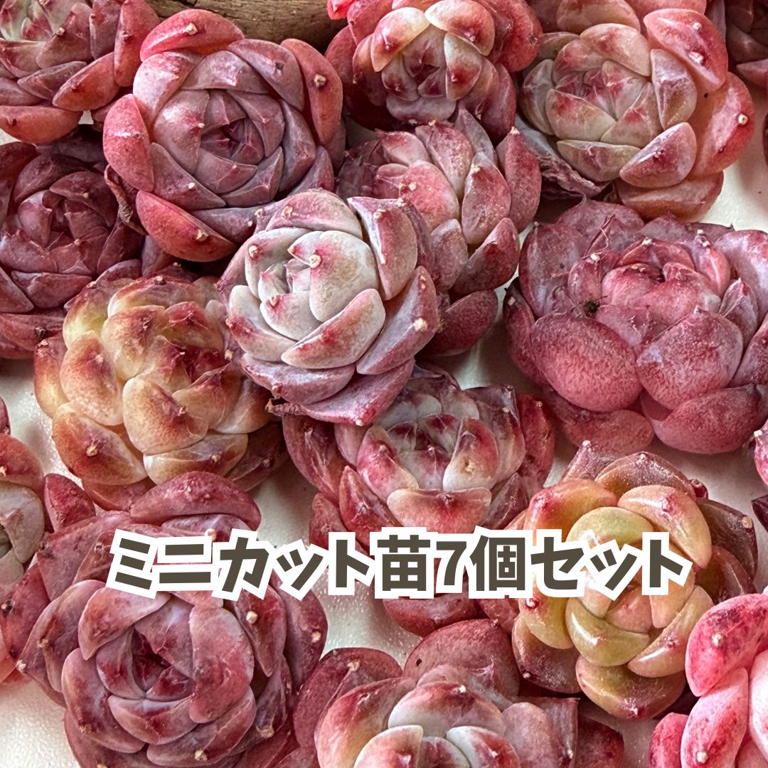 楽天市場】多肉植物 エケベリアカット苗 15個セット 寄せ植え送料無料