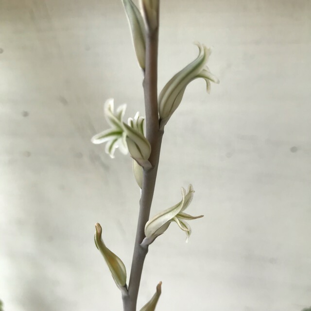 ハオルチア 観葉植物 花 多肉植物 鉢植え 育てやすい 室内 ギフト プレゼント 男前 Crunchusers Com