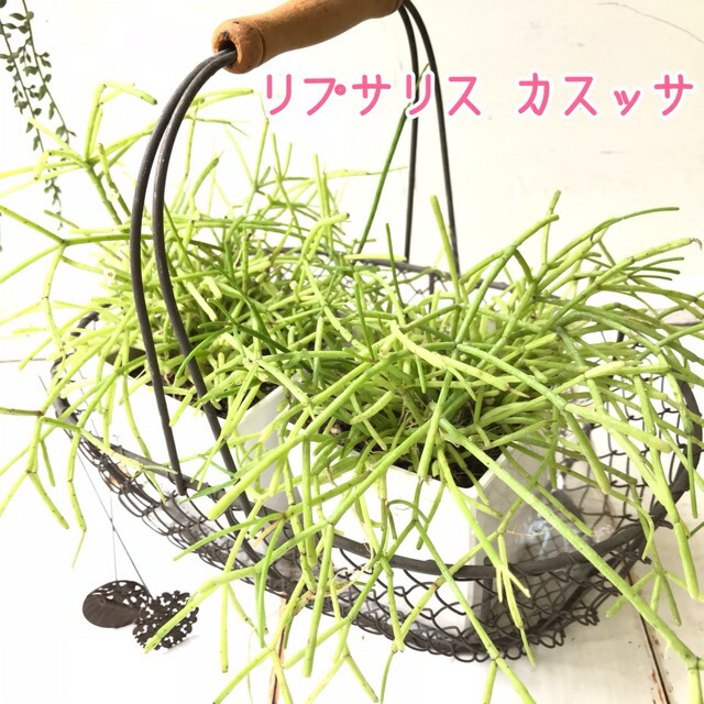 リプサリス カスッサ 観葉草木 ちんけ 室内 カクタス 3サイズ植木鉢 鉢植え スタイリッシュ 受けが良いこと お中元 お生まれ落ちる恒星日 炎節付届 Hotjobsafrica Org