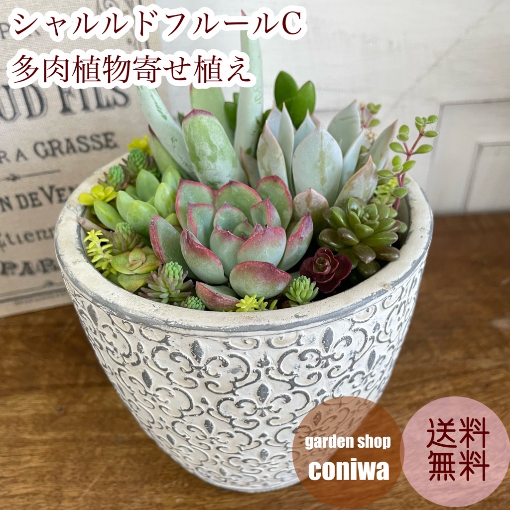 楽天市場】母の日 プレゼント 多肉植物寄せ植え シャルルドフルールA