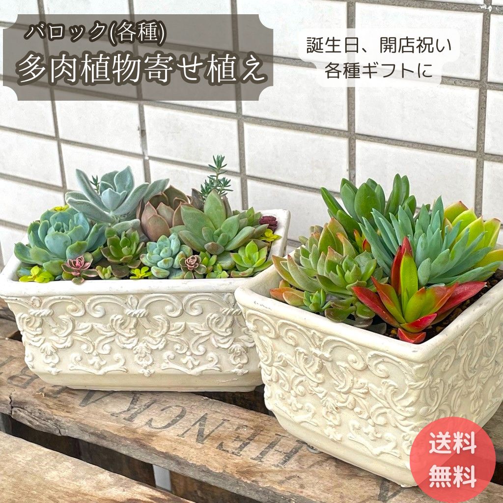 楽天市場】多肉植物寄せ植え「サキュレンツミックス」 日比谷花壇 誕生