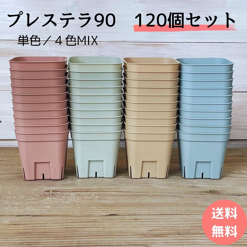 ⭐︎専用中⭐︎アガベ ピンキー プレステラ90 ⭐︎専用中⭐︎アガベ