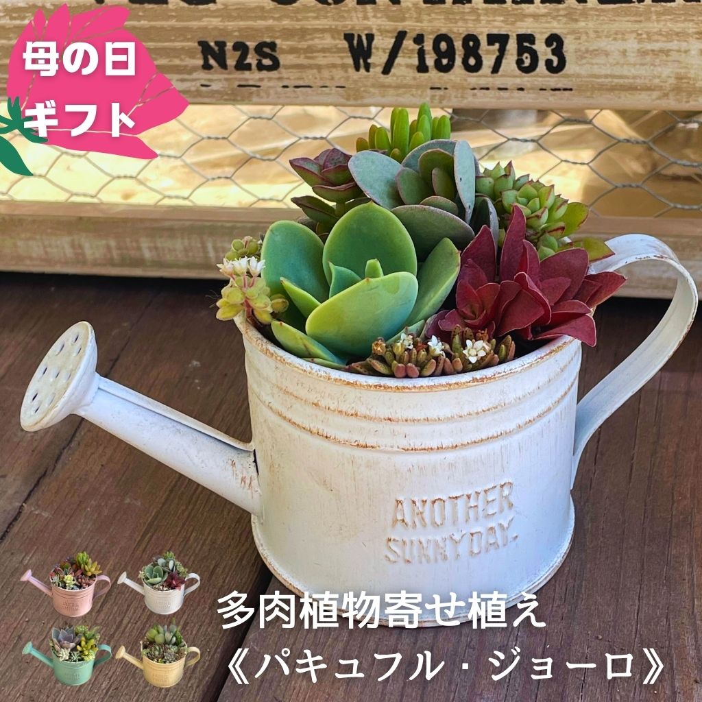 楽天市場】母の日 ギフト 多肉植物 寄せ植え 鉢 セット Φ8.5cm 楽天市場】母の日 ギフト 多肉植物 寄せ植え 鉢 セット Φ8.5cm