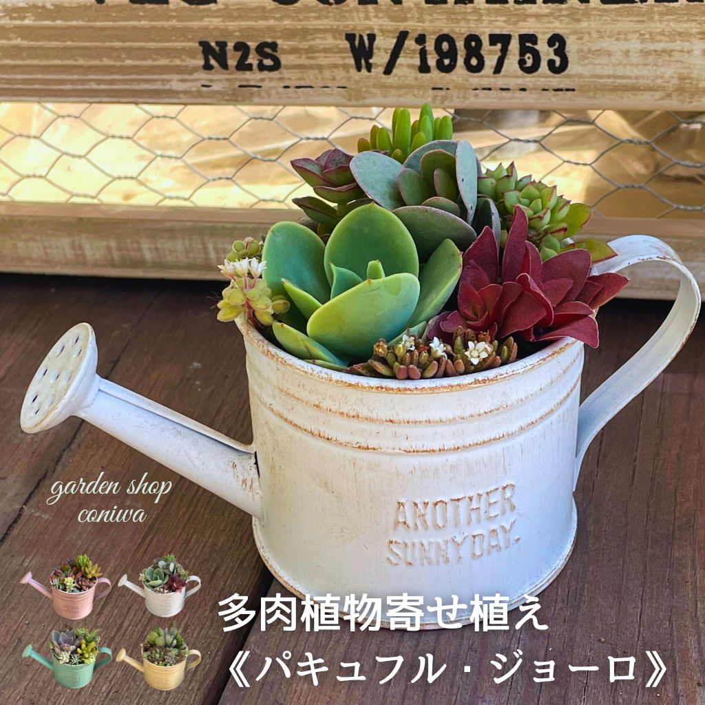 楽天市場】多肉植物 寄せ植え バロック 13cm～ 誕生日 母の日 父の日