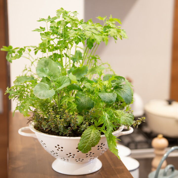 富士ホーロー コランダー ホーロー 22cm【 ほうろう 琺瑯 水切り