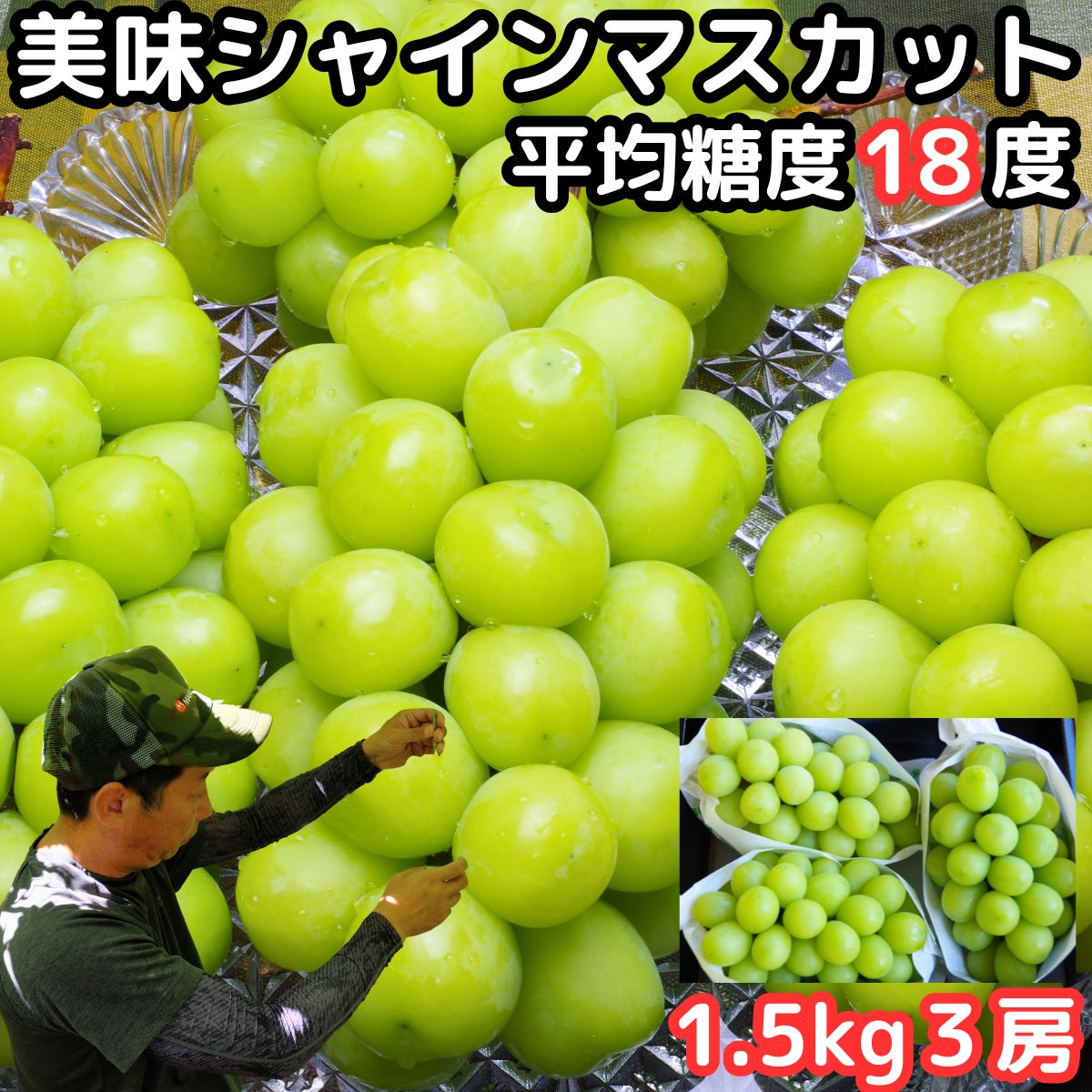 シャインマスカット ギフト ぶどう 山梨 笛吹市 八代 1.5kg 3房 高糖度 産地直送 化粧箱入 種なし 皮ごと 甘い ブドウ たねなし 旬 フルーツ 葡萄 送料無料 プレゼント 8月 9月 出産 内祝 山梨県