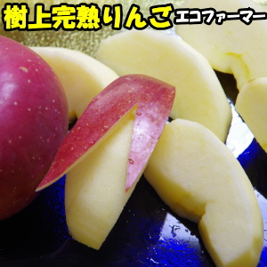 りんご 訳あり サンふじ 完熟りんごはおいしさが違う サンフジ 長野 信州 丸茂ファーム 3kg 6〜12玉 訳あり 家庭用 送料無料