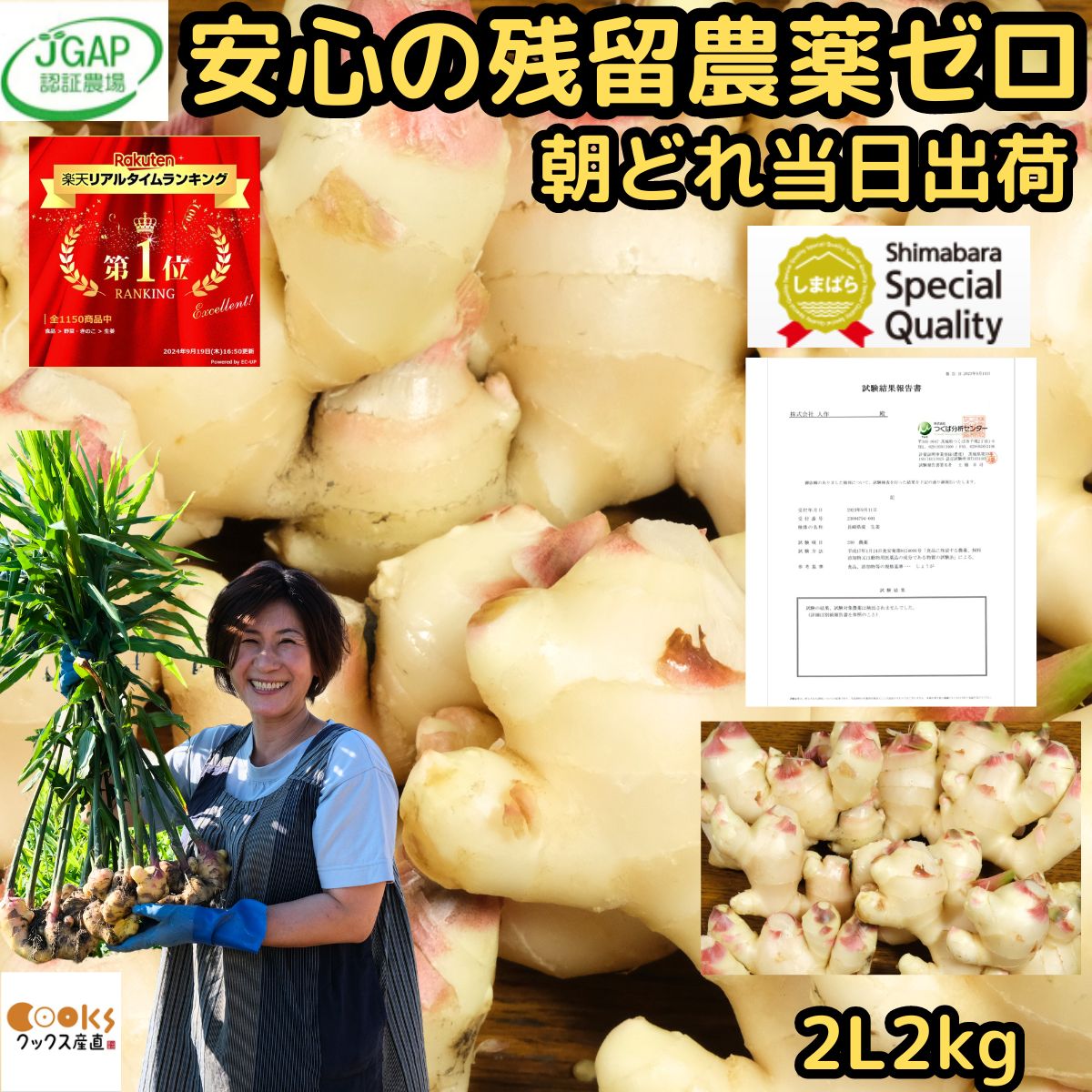 高知産　ハウス新生姜　約４Kg　A品 ハウス新しょうがの通販 特選4kg箱の販売