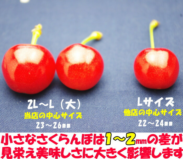 さくらんぼ 母の日 早割 完熟 特選サイズ 佐藤錦 東京某高級スーパーが