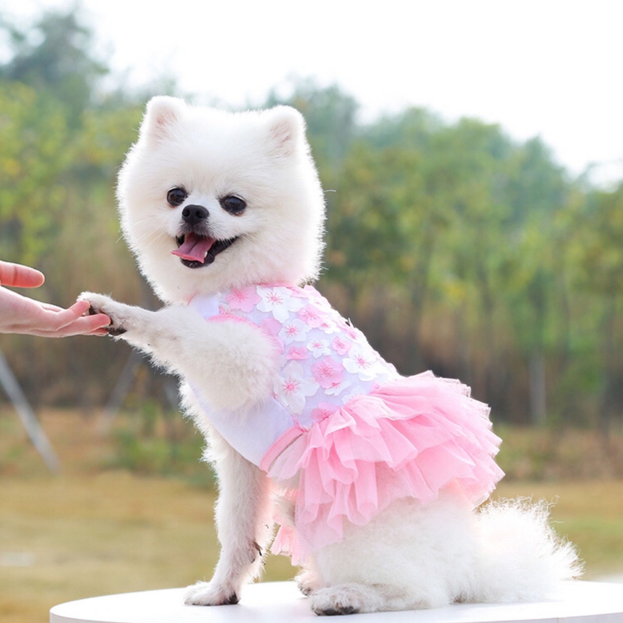 楽天市場 犬服 ドッグウェア 犬の服 ペット服 送料無料 犬 服 可愛い 春夏 クール かわいい セール ブランド お散歩 お出かけ おしゃれ 春 夏 ワンピース 花 チュール 猫 女の子 メス お揃い 犬服 ペット用品 Cool Rich