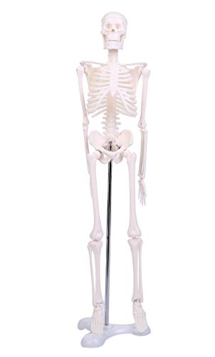 marushin 骨格模型 45cm 人体模型 骨 全身 骨格 人体 ミニ 可動