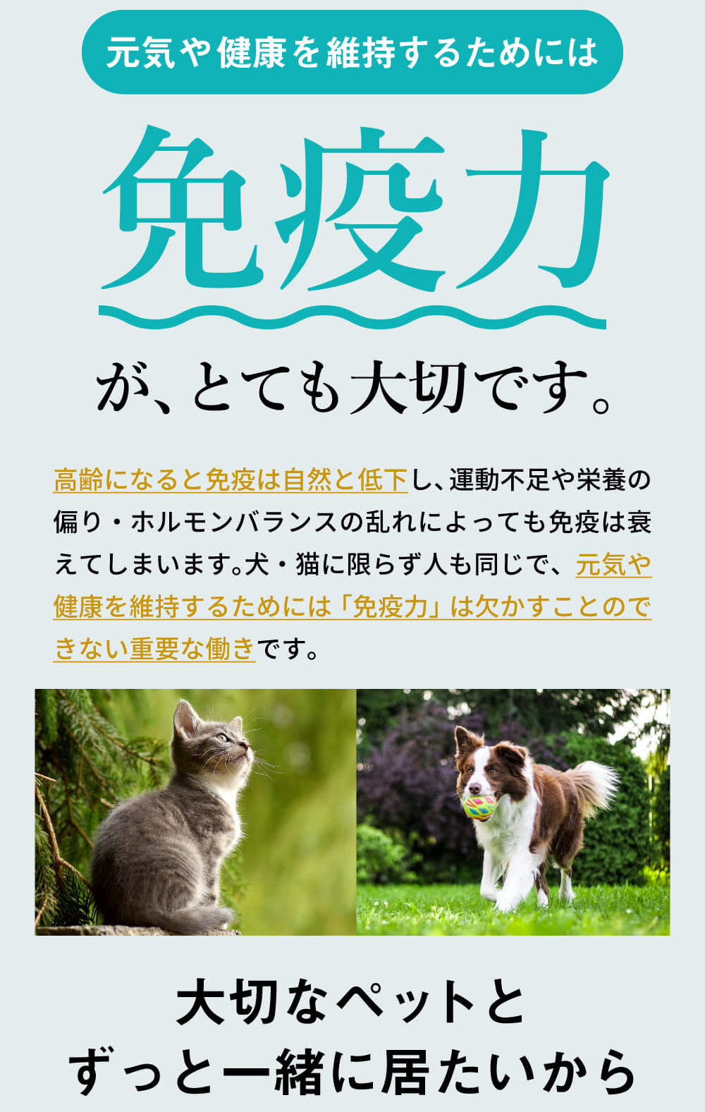 New限定品 楽天市場 犬用サプリメント 猫用サプリ ペット 健康 維持 免疫力 免疫 を守る サプリ サプリメント 健康食品 元気度 高める 気力 アップ うさぎ 兎 冬虫夏草 老犬 老猫 粉末 有機ゲルマニウム シニア Mini コルディｇ100g 人とペットのサプリ専門店