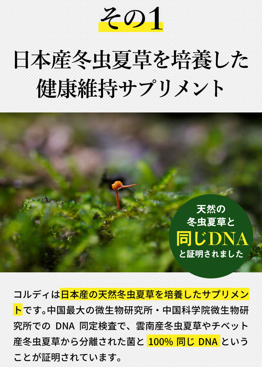 モデル着用＆注目アイテム 犬 猫 サプリ 犬用 猫用 サプリメント 免疫力 免疫 の健康を維持 老犬 老猫 シニア ねこ いぬ ネコ 元気度 高める  うさぎ 兎 ペット ペット用 コルディ 冬虫夏草 パウダー 粉末 コルディＧ100g 5本セット fucoa.cl