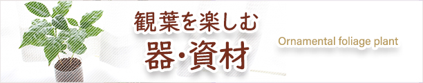 楽天市場】ネオルシール (1本入り) 【楽天ランキング入り！】【花資材